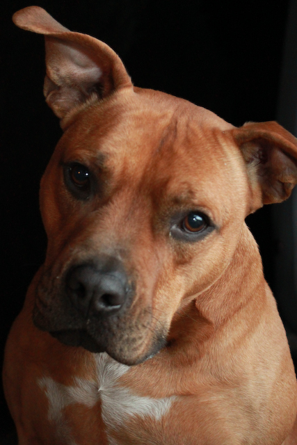 dog photography - sample 005