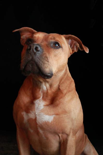 dog photos - sample 006