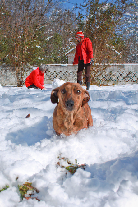 pet photography sample 003 - dog