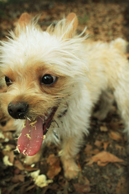 pet photo sample 1 - dog