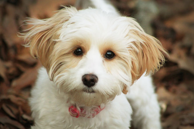 pet photo sample 002 - dog