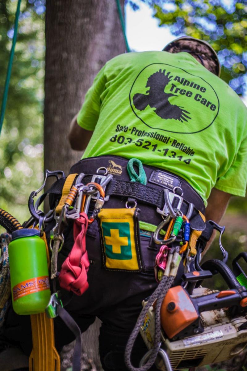 alpine tree care arborist services in columbia sc and lexington south carolina