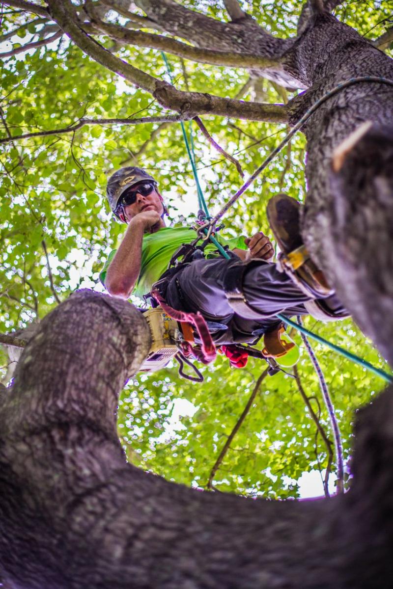 alpine tree care in lexington sc - tree services columbia south carolina