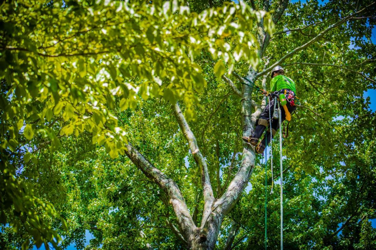 alpine tree care - call daniel hunsucker in lexington and columbia SC
