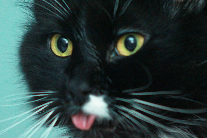 pet photography sample 8