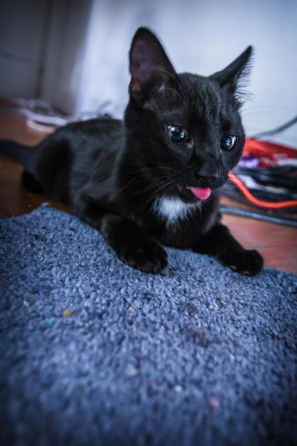 cat photography sample - 002