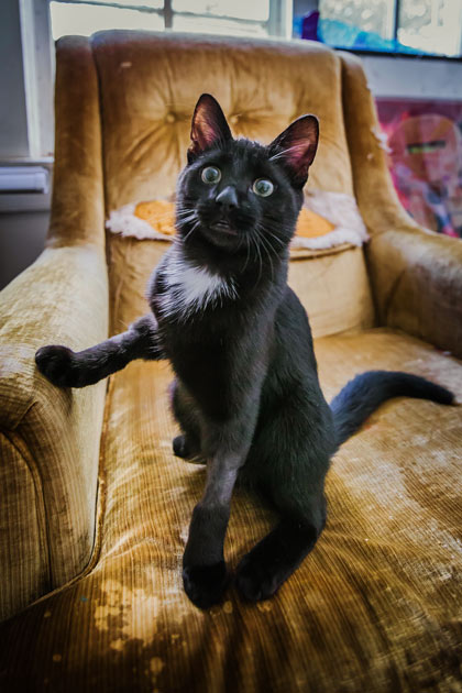 cat photography sample - 001